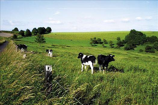 母牛,草场,德国,黑白花牛