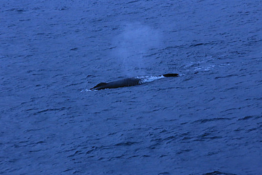 南极半岛鲸鱼换气