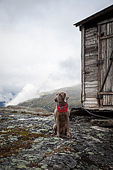 魏玛犬,猎狗,红色,围巾,坐,正面,老,木屋,山,挪威,欧洲
