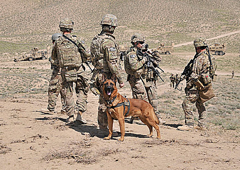 军事,役用犬,军人