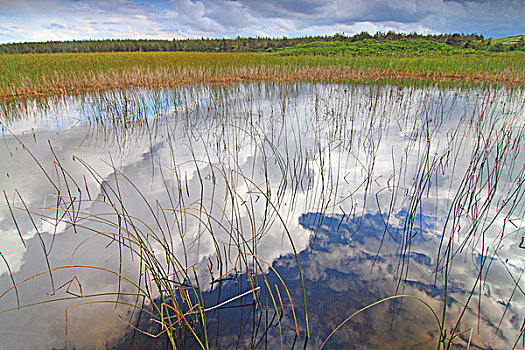 云,反射,湿地,爱德华王子岛,加拿大