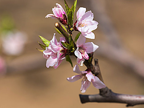 桃花开