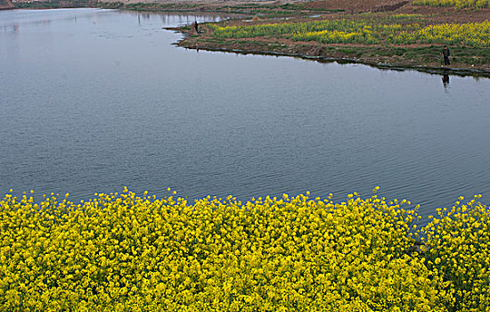 河边油菜花