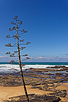 海滩,野外,岩石海岸,大西洋