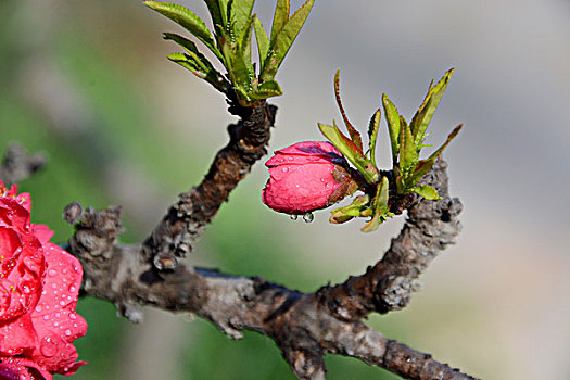 桃花