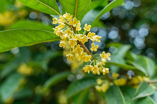 盛开的桂花