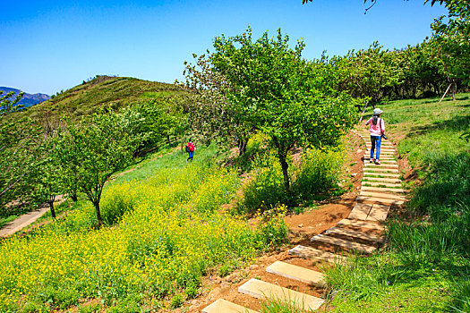 绿草,道路,小路