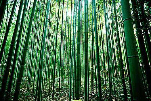 亮光,流动,竹林