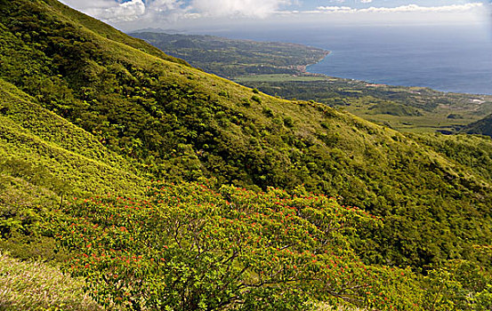 马提尼克,法属安的列斯群岛,西印度群岛,加勒比,海岸,城镇,斜坡,山