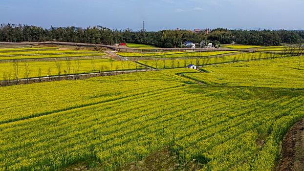 湖南长沙福林驿站油菜花