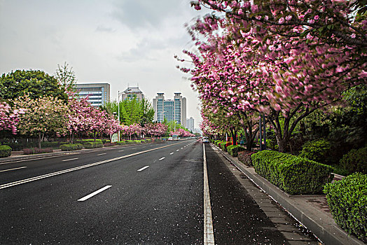 樱花道路