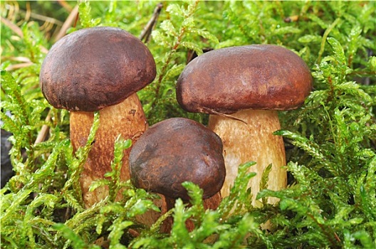 蘑菇,苔藓