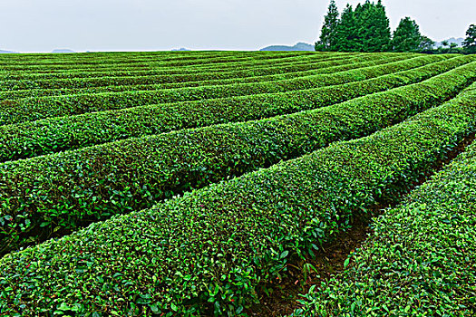 茶海