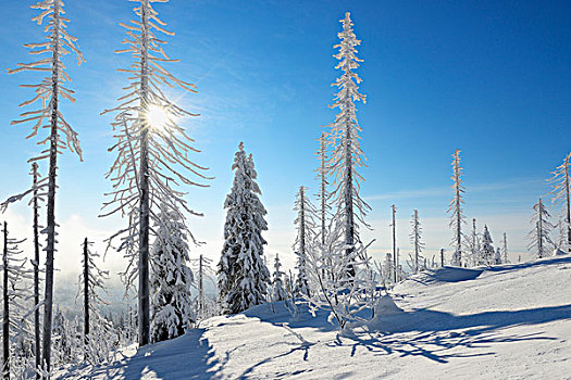 积雪,针叶树,树林,太阳,冬天,巴伐利亚森林国家公园,巴伐利亚,德国