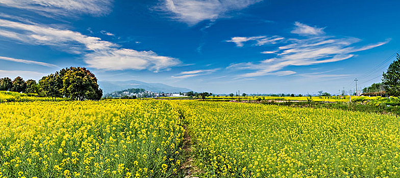 安徽省芜湖市响水涧油菜花田园乡村自然景观