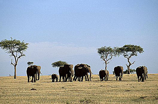 非洲象,牧群
