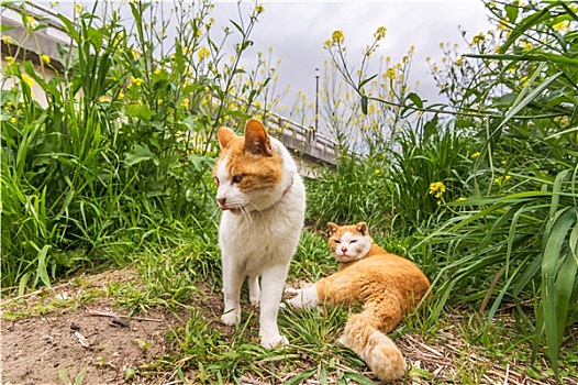 两个,猫,草
