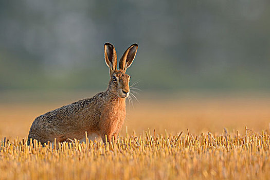 欧洲,棕兔,欧洲野兔,地点,黑森州,德国