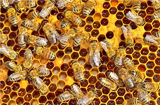 工作,蜜蜂,蜂蜜,蜂窝