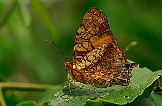 蛱蝶科,热带,蝴蝶,橙色,彩蝶,伊瓜苏国家公园,巴西,南美
