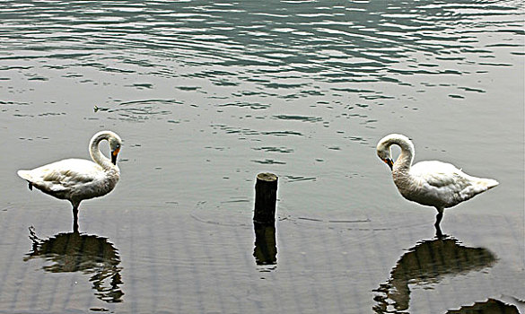 西湖里的天鹅