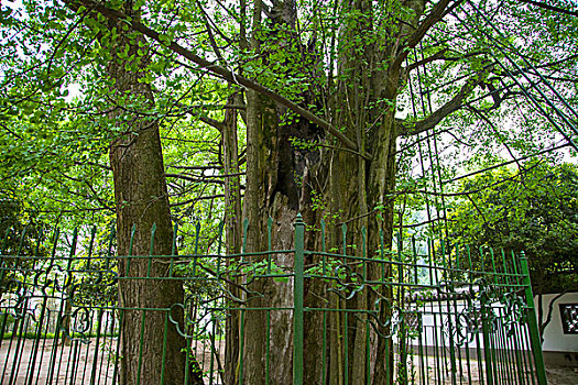 中国南方山林间的古树