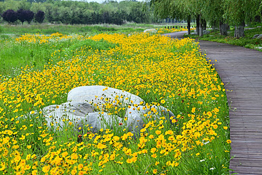 金鸡菊