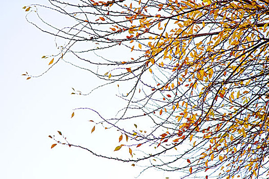 树枝,树叶,秋天,秋景,秋季