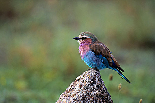 坦桑尼亚,塞伦盖蒂,紫胸佛法僧鸟,坐,石头