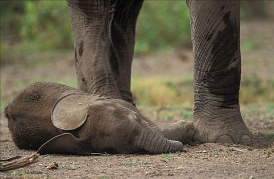 大象,非洲象,安伯塞利国家公园,肯尼亚,非洲