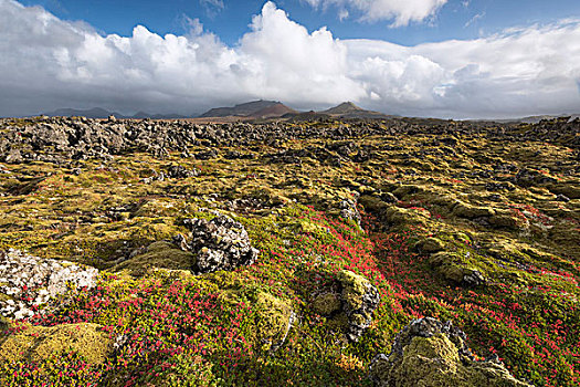 冰岛,秋天,植物,苔藓,遮盖,熔岩原