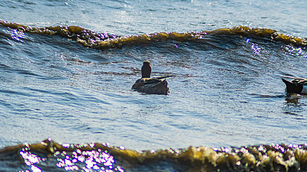 海面上游泳的的野鸭