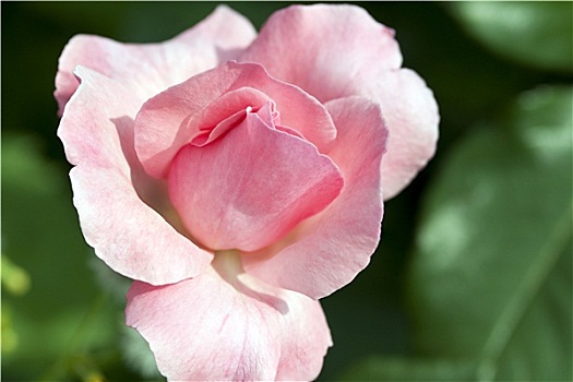 淡色调,粉红玫瑰,盛开