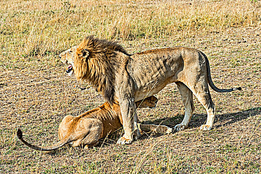 一对,狮子,马赛马拉国家保护区,肯尼亚,非洲