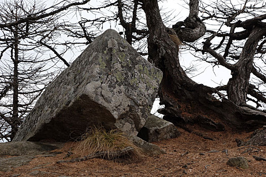 岩石上的树