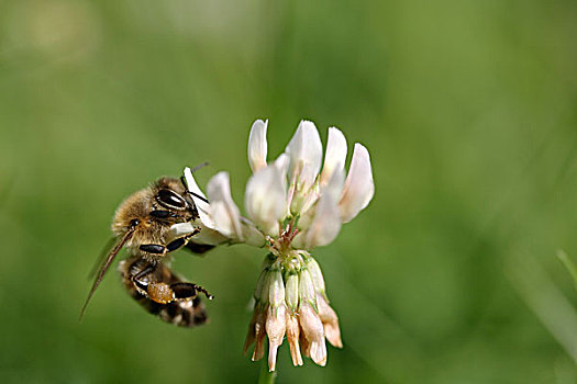 蜜蜂,四叶草,花