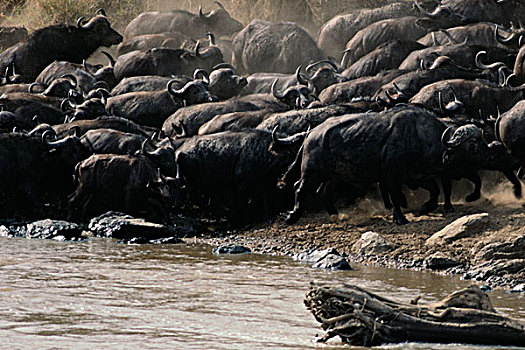 水牛,马拉河,肯尼亚