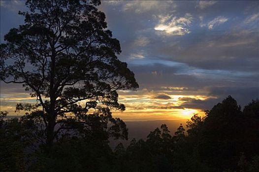 树,日落,亚拉山国家公园,维多利亚,澳大利亚