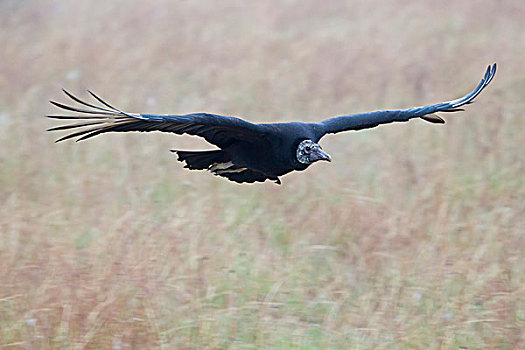 黑美洲鹫,飞行
