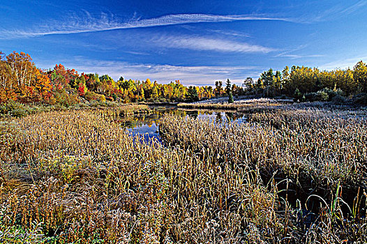 霜,湿地,靠近,白鲑,安大略省,加拿大