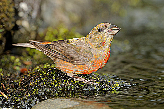 红交喙鸟,饮料,溪流,维多利亚,加拿大