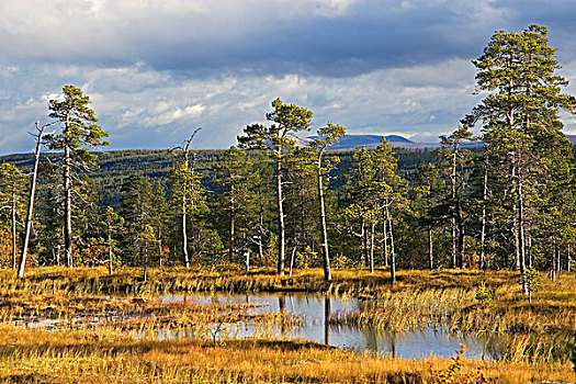 松树,树,湿地,国家公园,瑞典