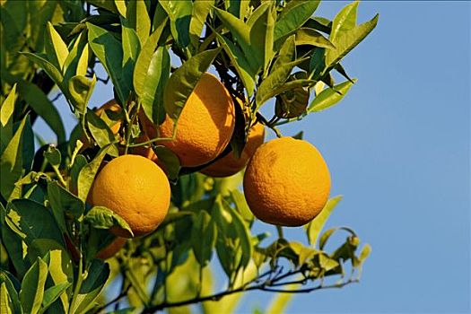 橘子,树,希腊