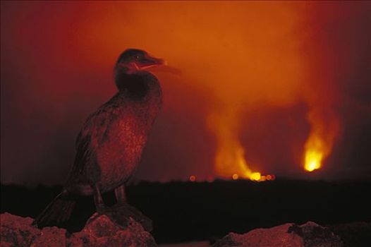 鸬鹚,火山爆发,费尔南迪纳岛,加拉帕戈斯群岛,厄瓜多尔