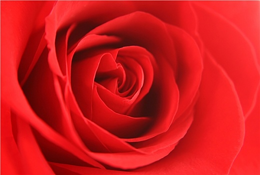 红玫瑰,背景,纹理