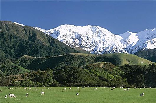 绵羊,南阿尔卑斯山,山峦,南岛,新西兰