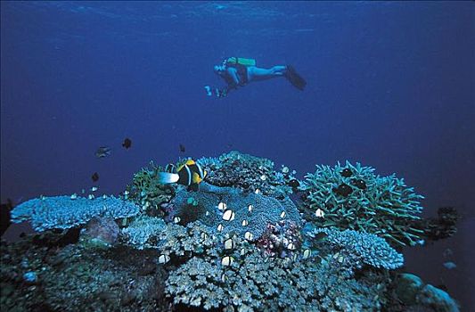 珊瑚,鱼,太平洋,海洋动物,水下,假日,海洋,动物