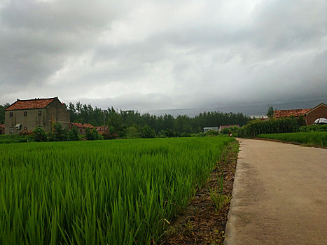 田园乡村,梦里老家,夏日乡村