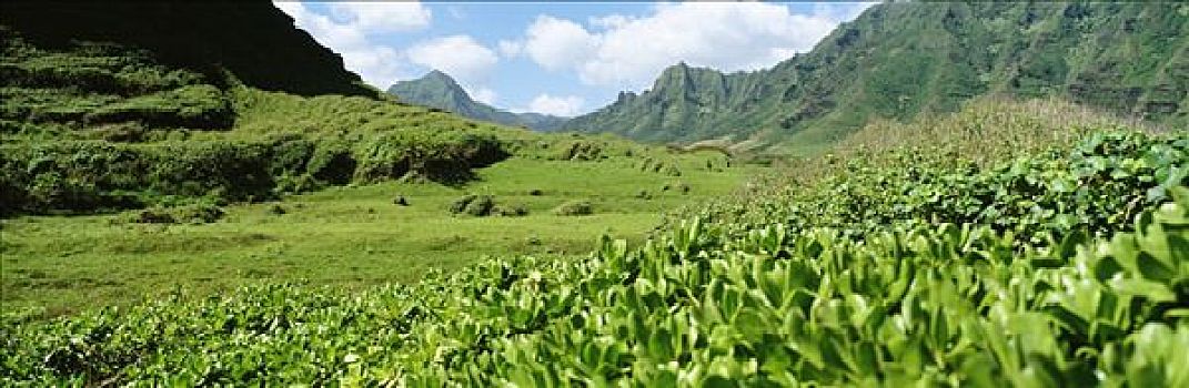 夏威夷,瓦胡岛,柯欧劳山,山峦,茂密,绿色植物,前景