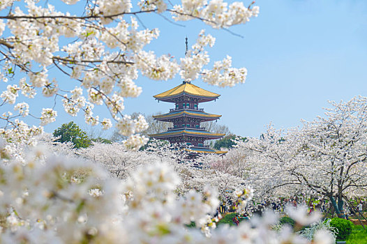 初春东湖樱花园